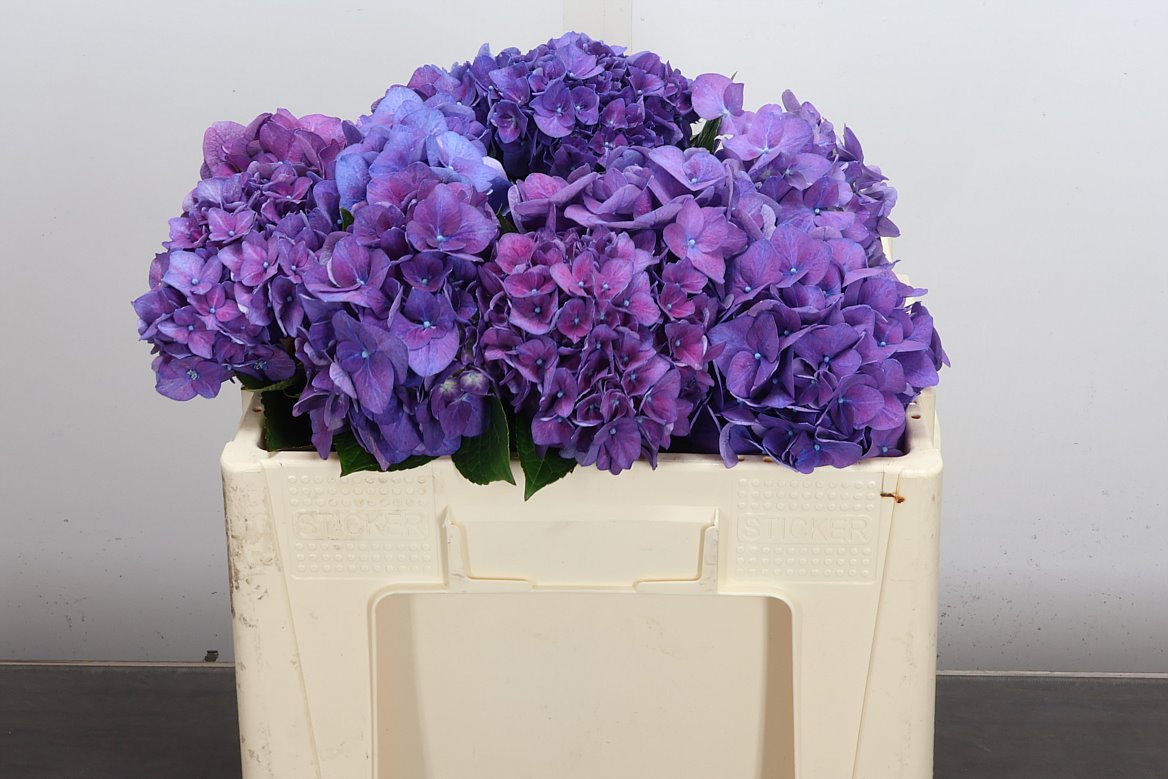 Hydrangea Rodeo Purple 50cm 13-15cm Hd