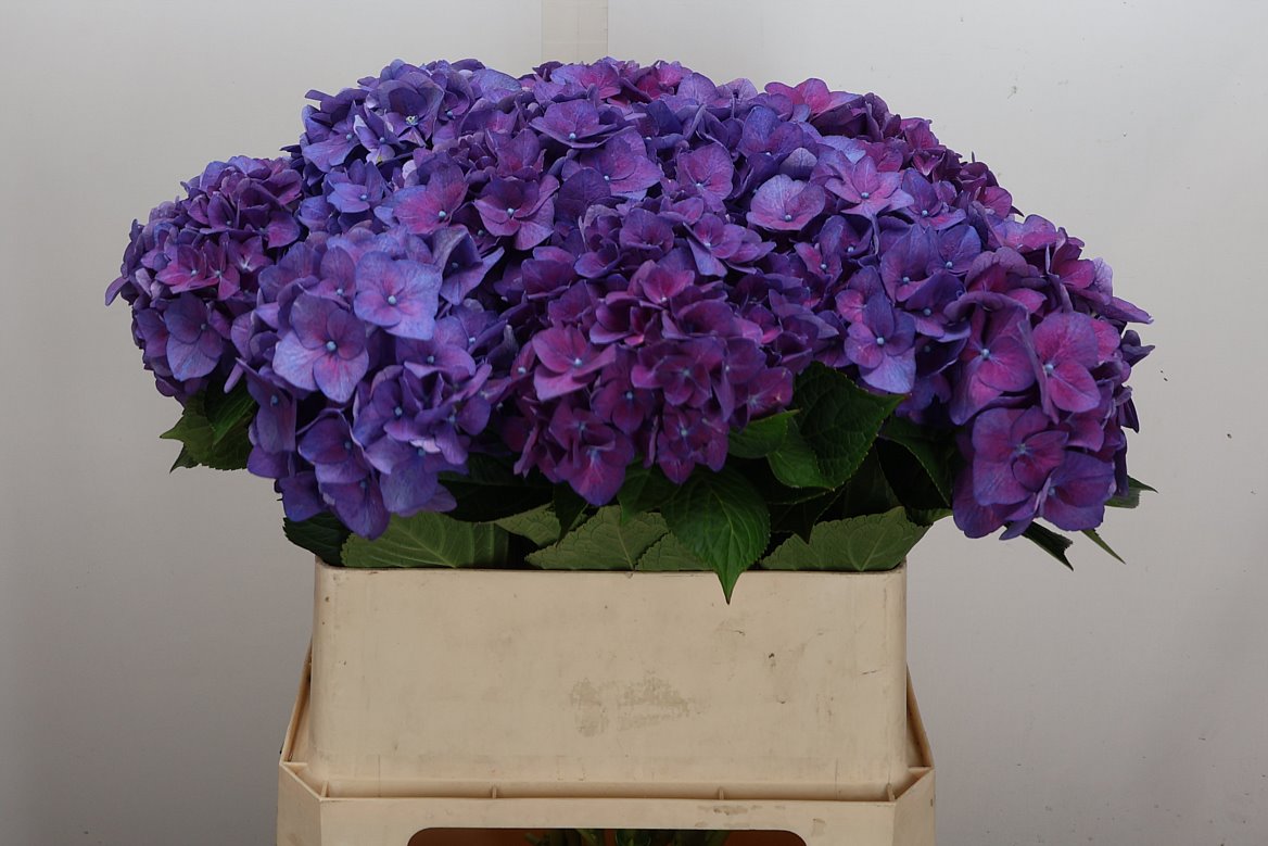 Hydrangea Rodeo Purple 80cm 17-19cm Hd