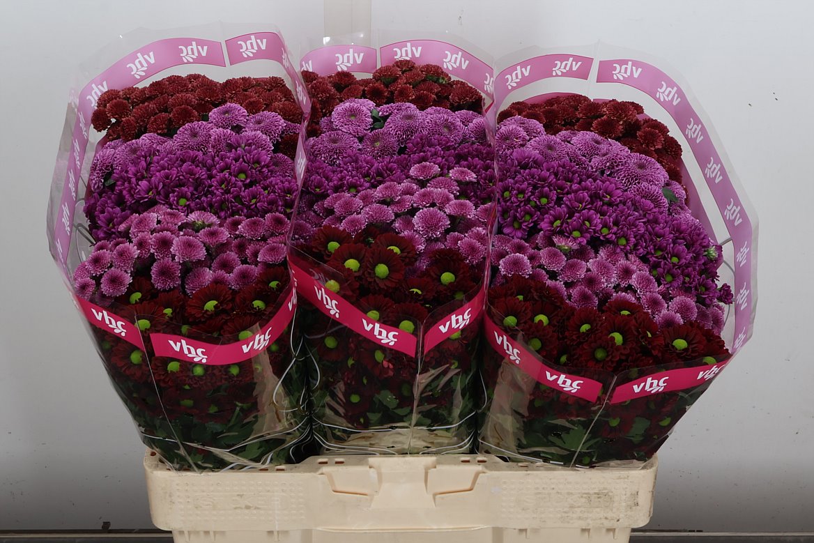 Chrysanth Santini Mix 55cm 40gr.