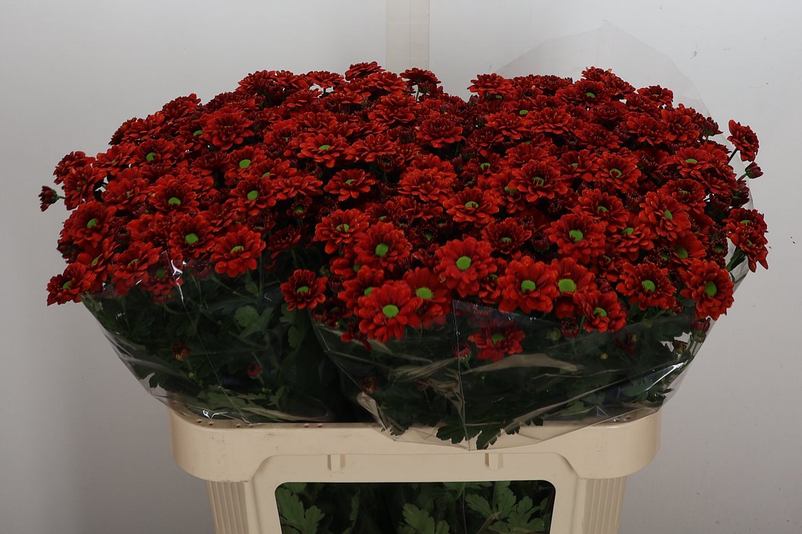 Chrysanth Santini Melissa 75cm 56gr.
