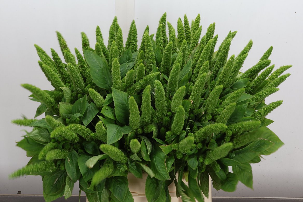 Amaranthus Green Thumb 50cm