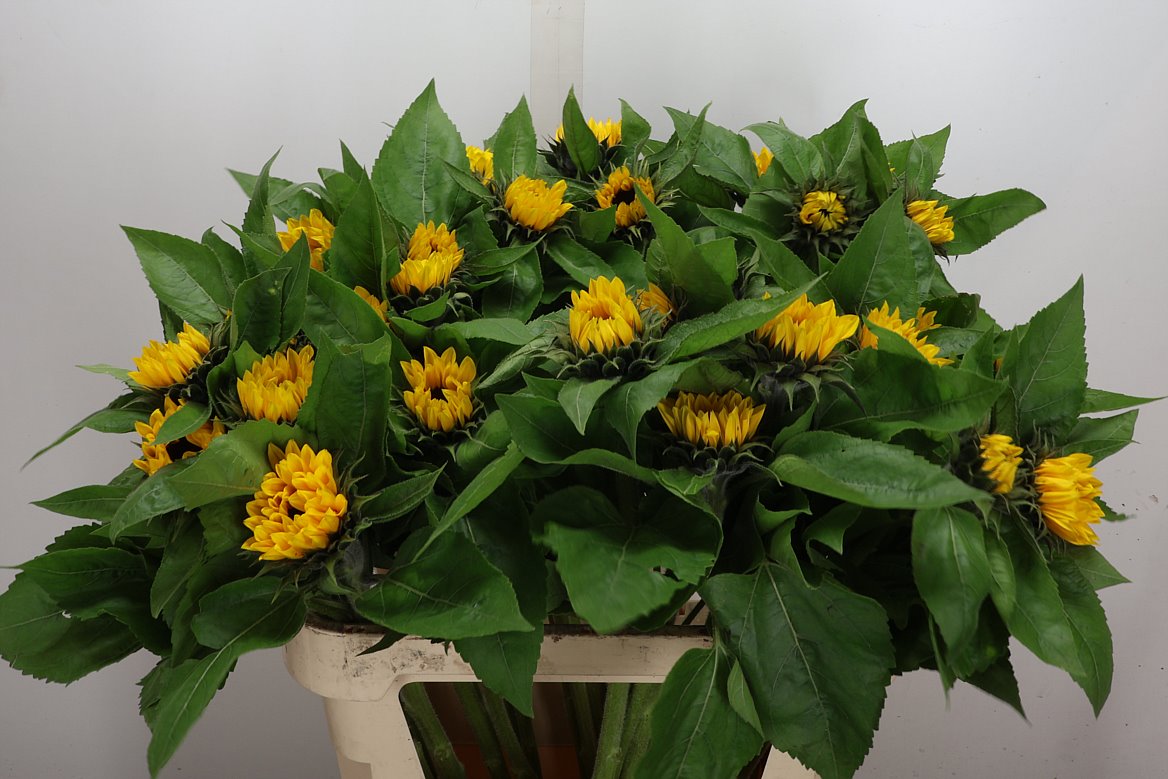 Helianthus Sunrich Orange 80cm