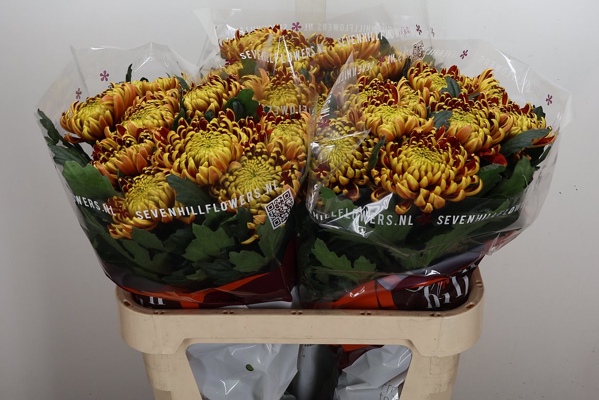 Chrysanth Single Fuego 80cm 100gr.