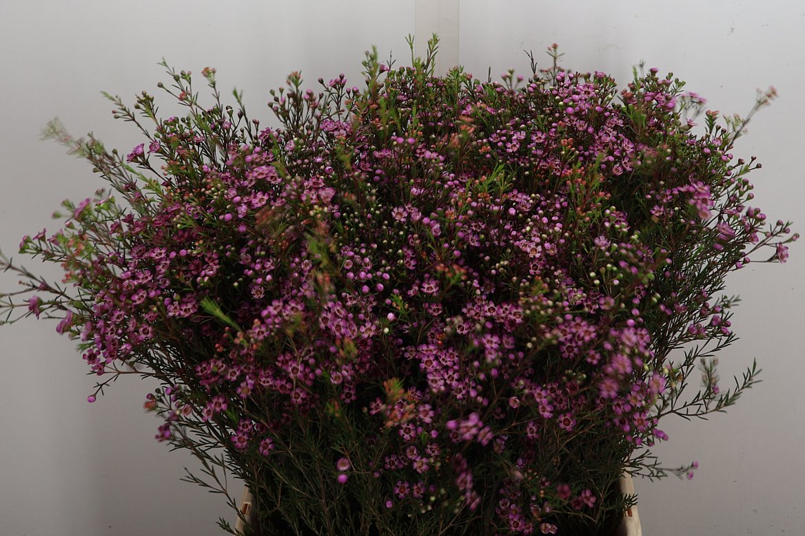 Chamelaucium Purple Pride 70cm 40gr.