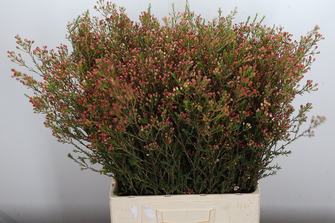 Chamelaucium Blondie 70cm 25gr.