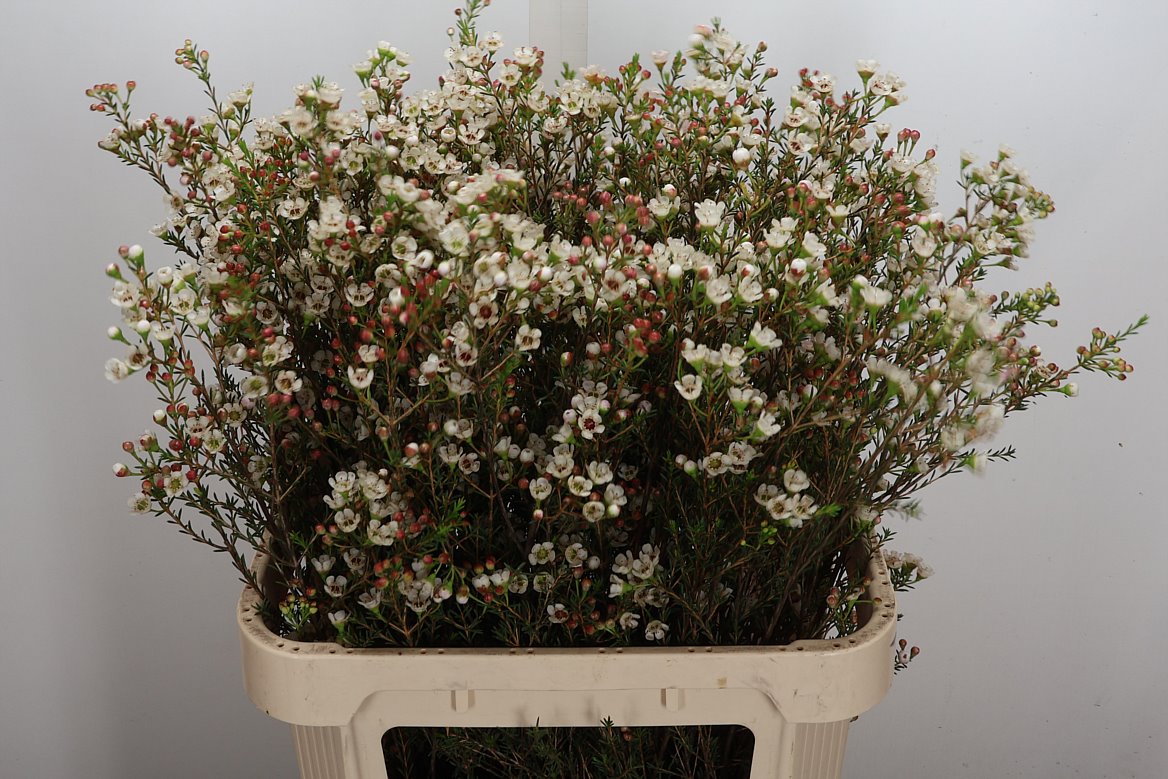 Chamelaucium Ella 80cm 50gr.