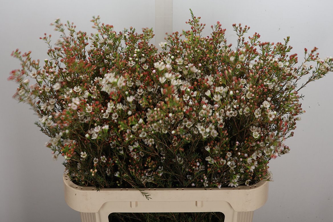 Chamelaucium Blondie 80cm 35gr.