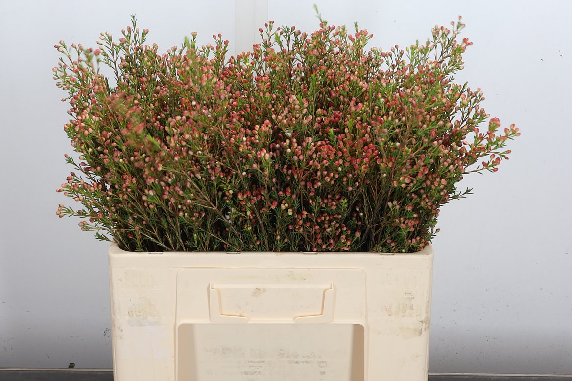 Chamelaucium Blondie 50cm 15gr.