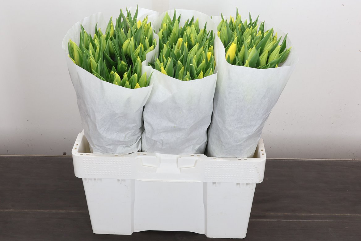 Tulip Single Strong Gold 40cm 35gr.