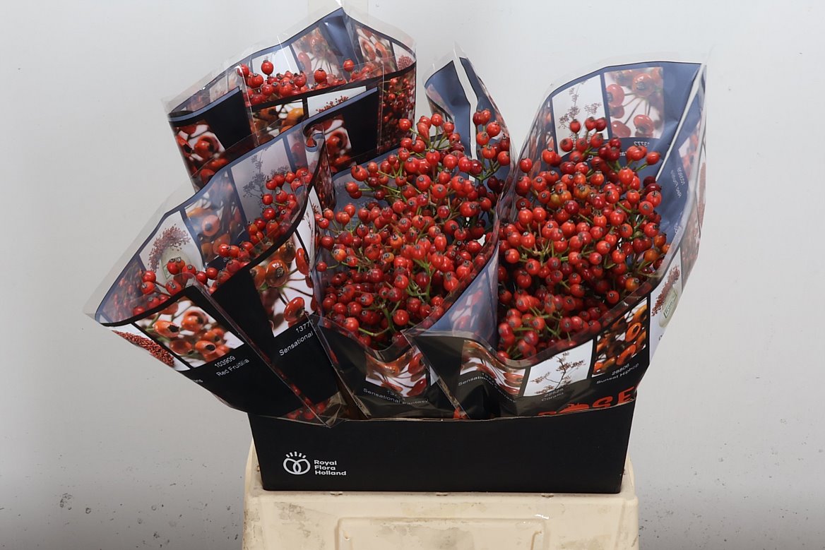 Rosa Autumn Rosefruits 45cm
