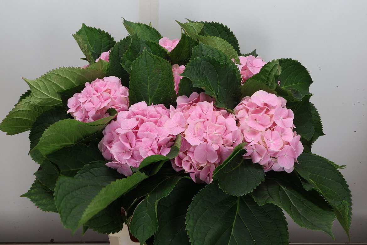 Hydrangea Verena 60cm 15-17cm Hd