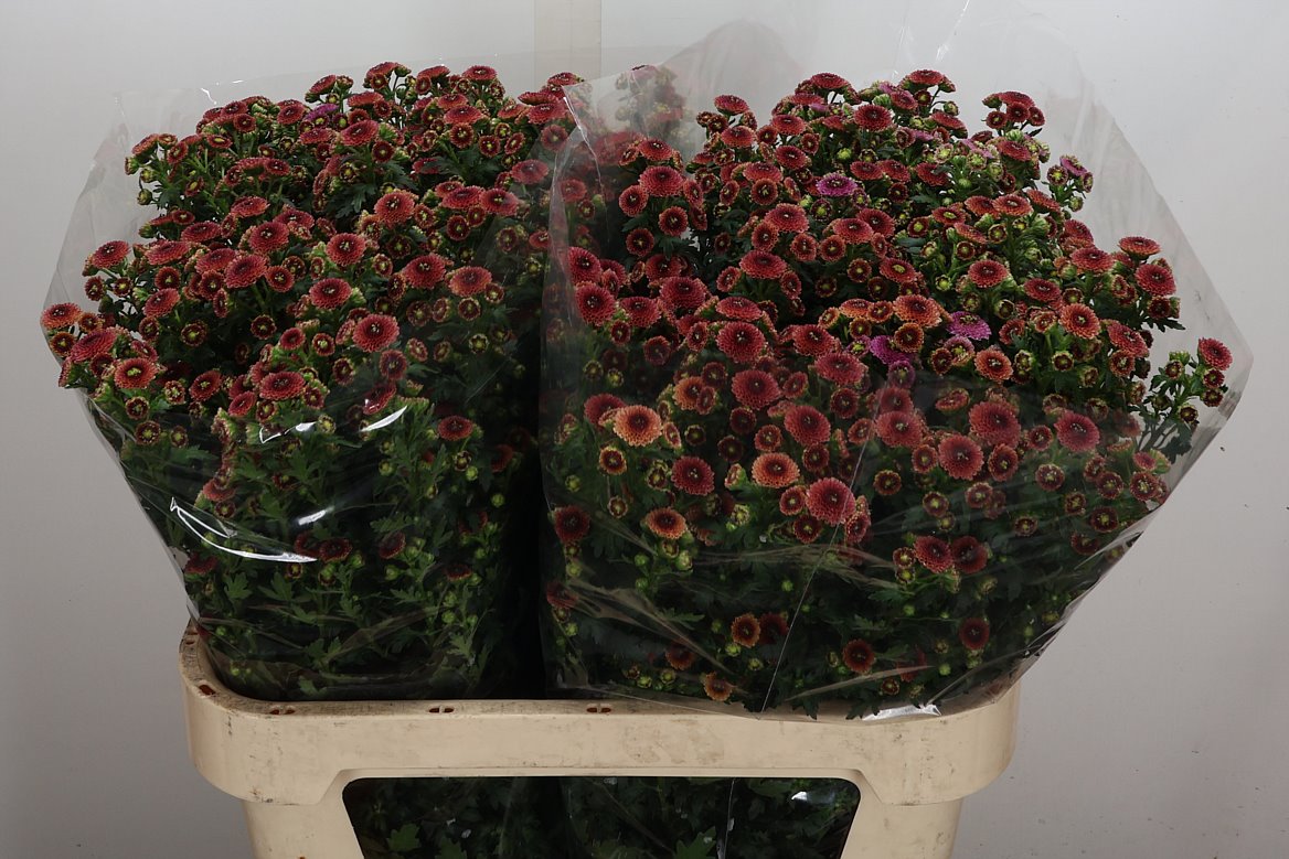 Chrysanth Santini Calimero Bronze 80cm 56gr.
