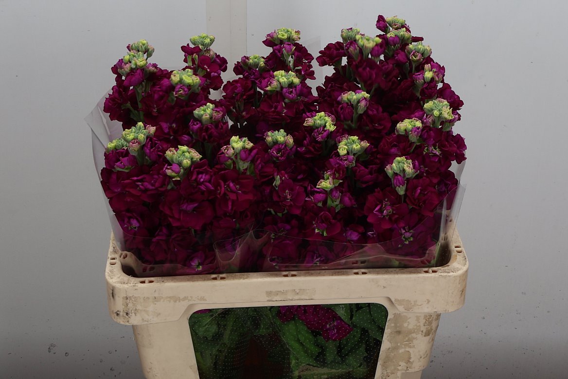 Matthiola Incana Impala Red 55cm