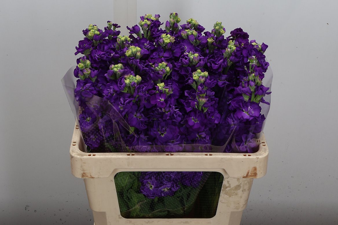 Matthiola Incana Impala Purple 55cm