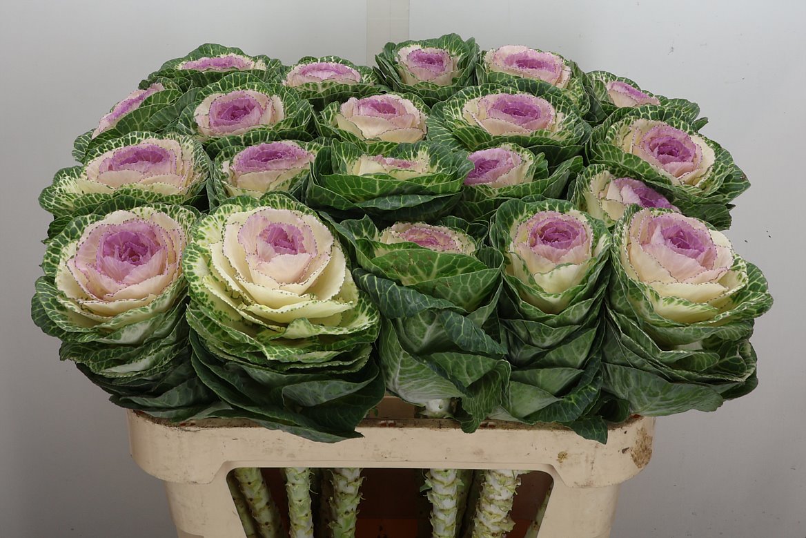 Brassica Crane Bicolour 75cm