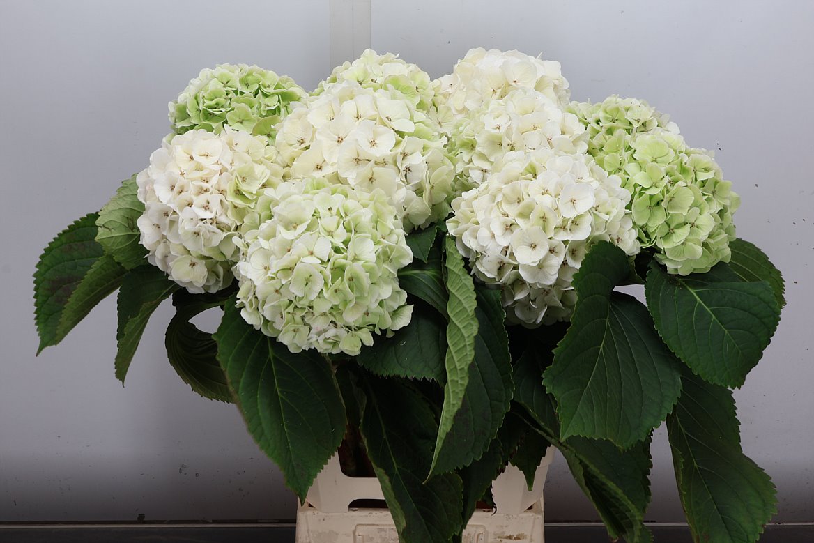 Hydrangea White Verena Classic 60cm 14-16cm Hd