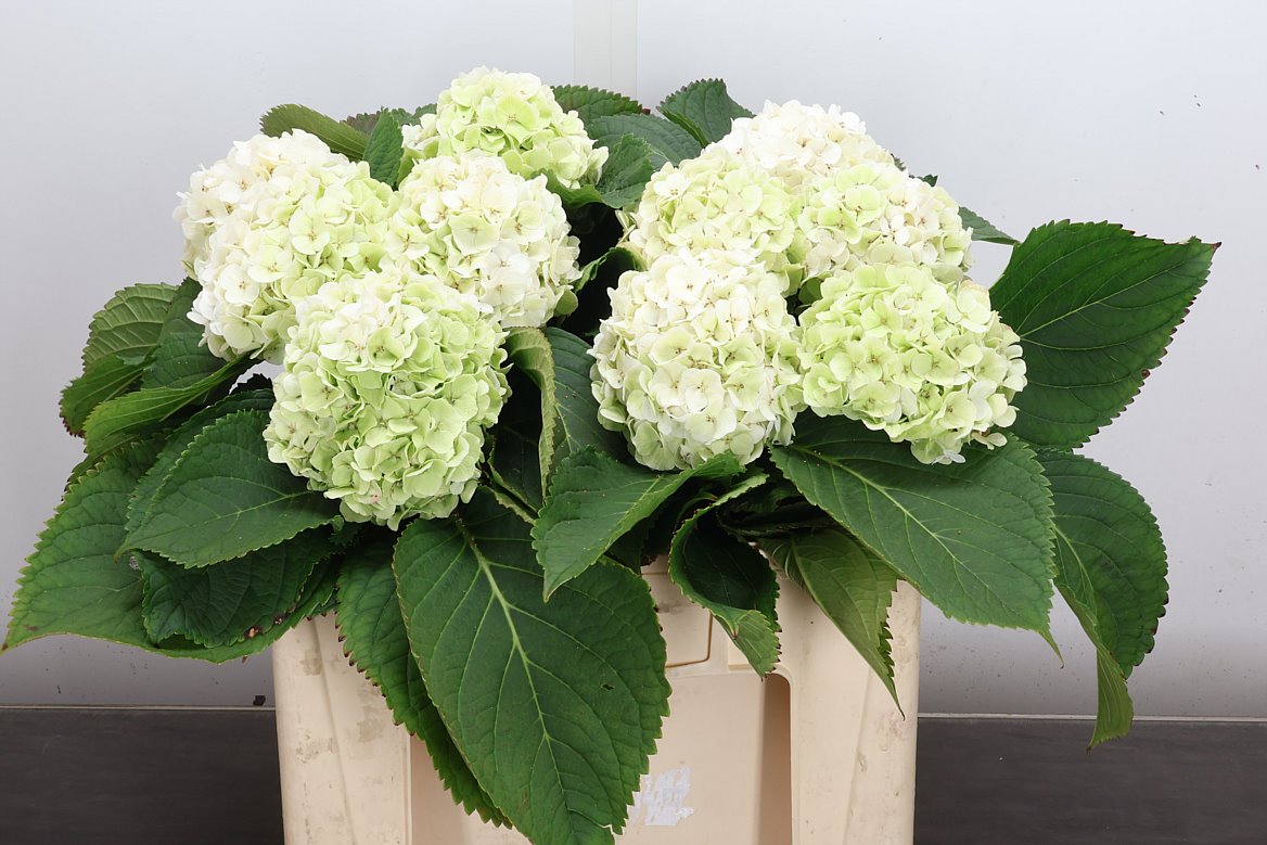 Hydrangea White Verena Classic 50cm 11-13cm Hd