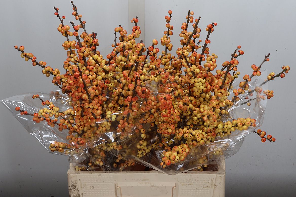 Ilex Magical Cresgold 60cm