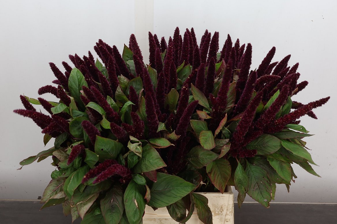 Amaranthus Hypochondriacus Pygmy Torch 50cm