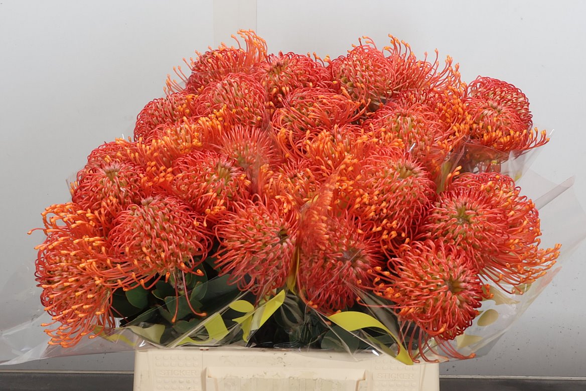 Leucospermum Cordifolium Bright Eyes 40cm