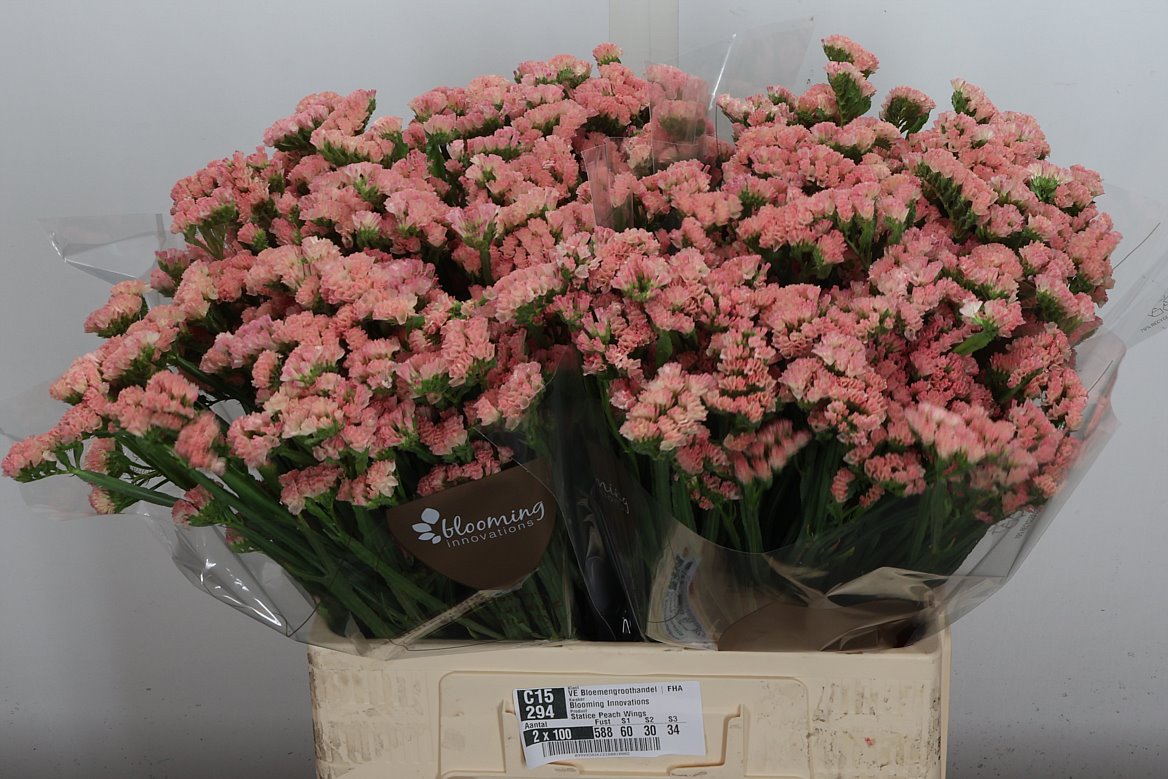 Limonium Sinuatum Peach Wings 60cm 30gr.