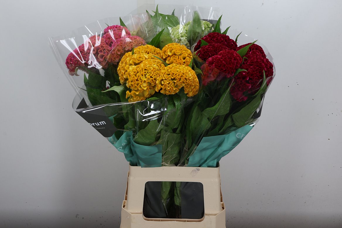 Celosia Act Mix 72cm