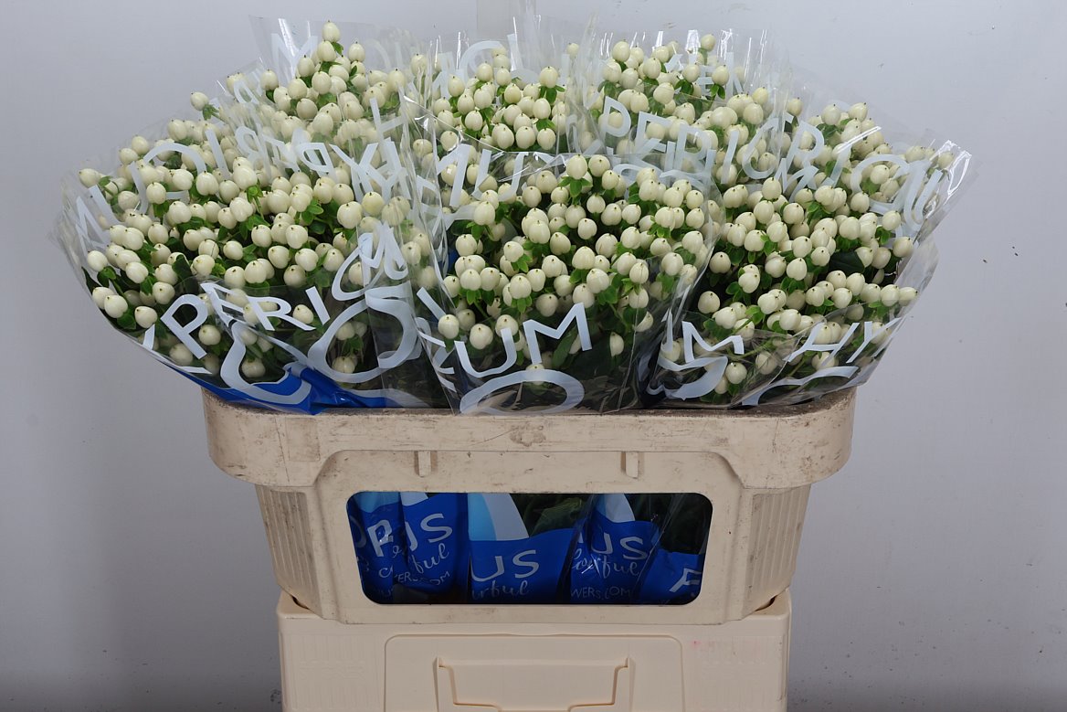 Hypericum Coco Uno 70cm