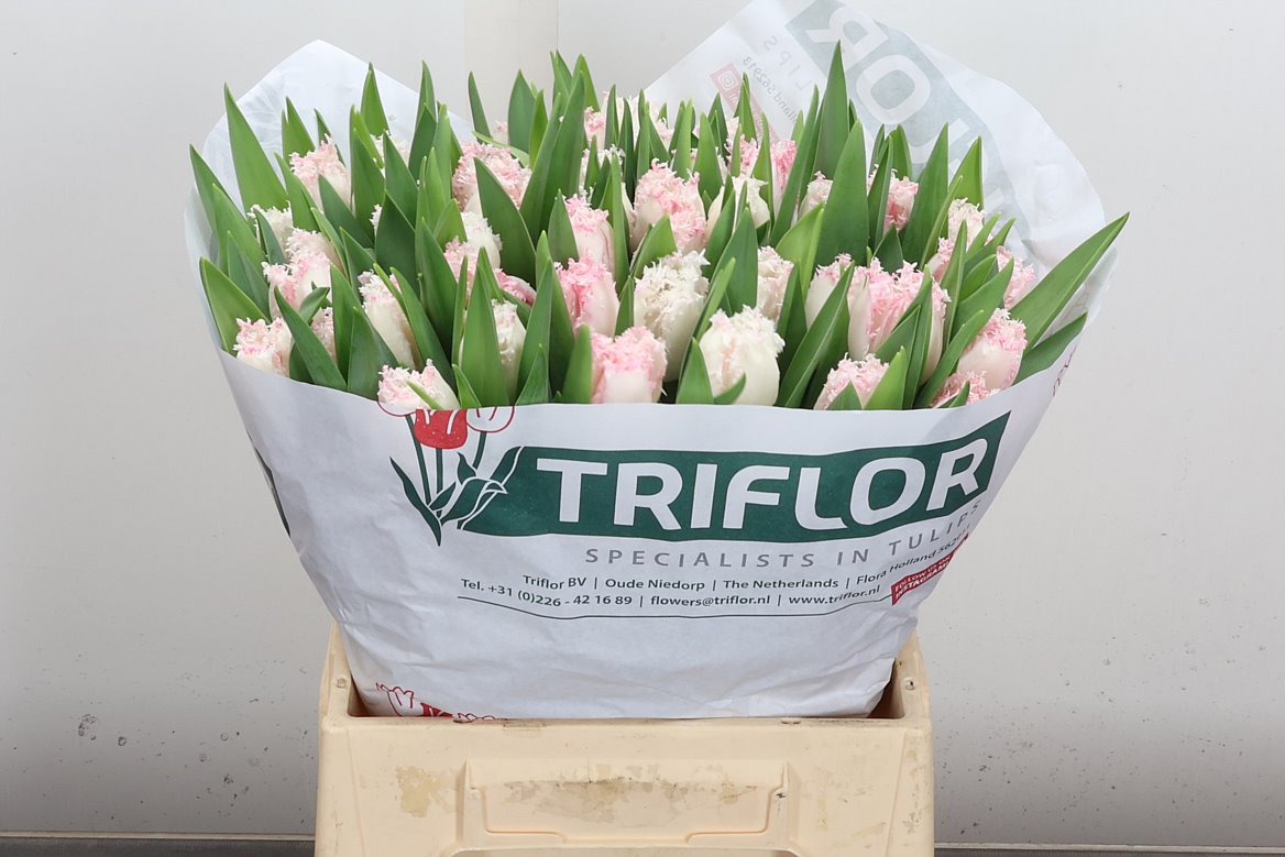 Tulip Frilled Neglige 40cm 35gr.