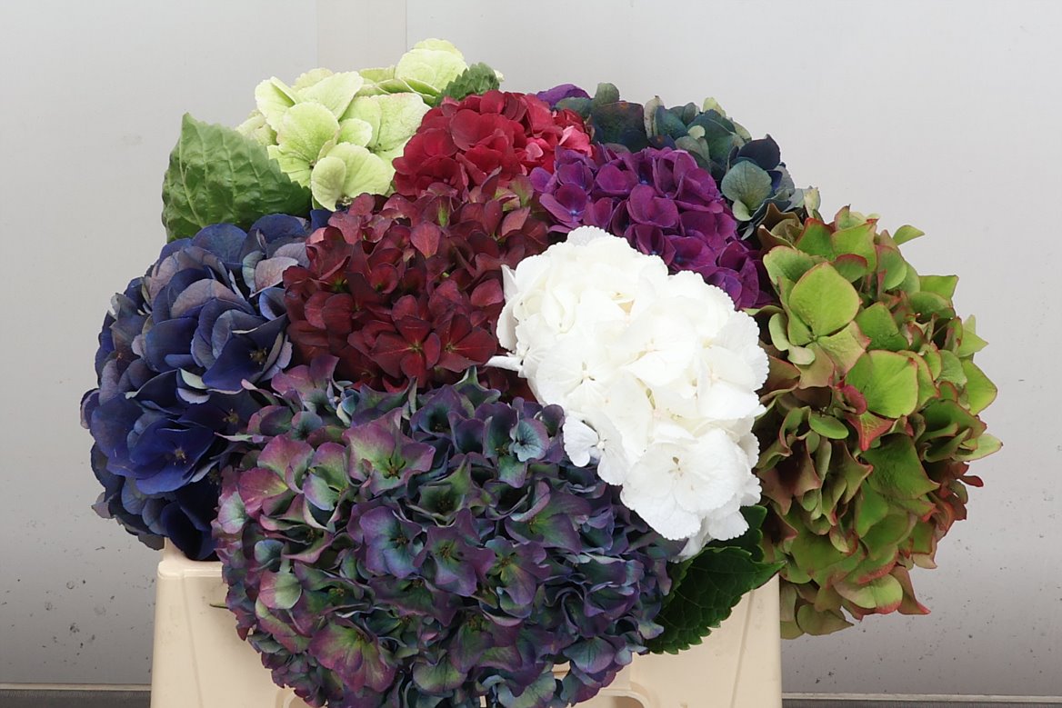 Hydrangea Mix Classic 40cm 12-14cm Hd