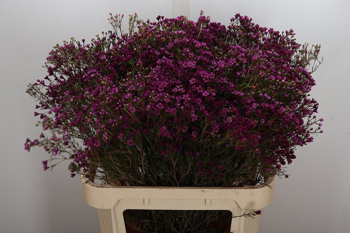 Chamelaucium Jupiter 80cm 90gr.
