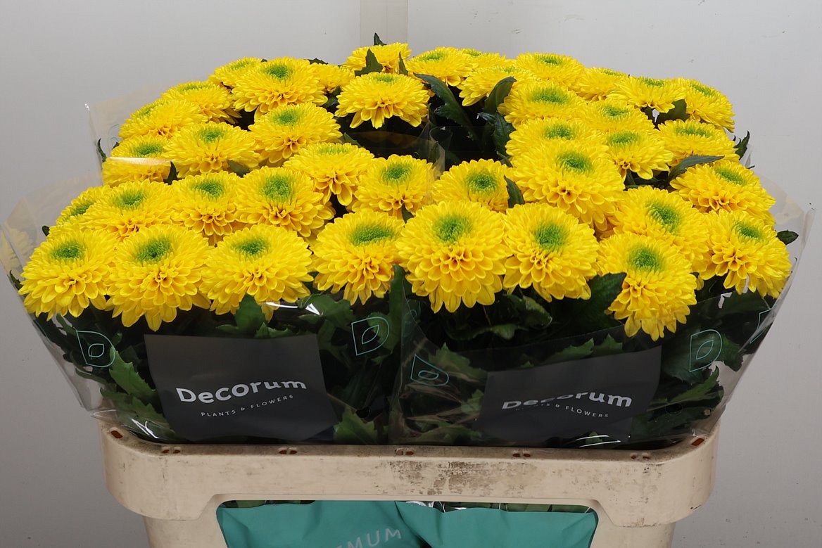 Chrysanth Single Brasiliana 70cm 75gr.