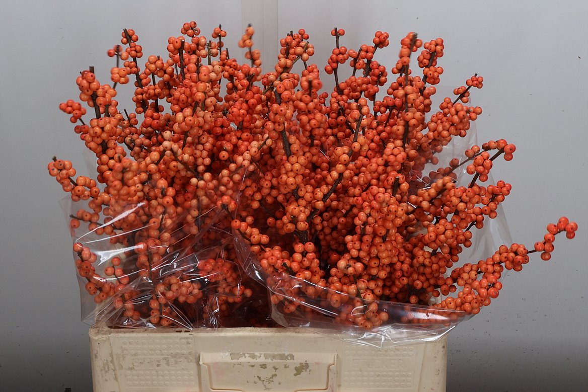 Ilex Winter Gold 60cm