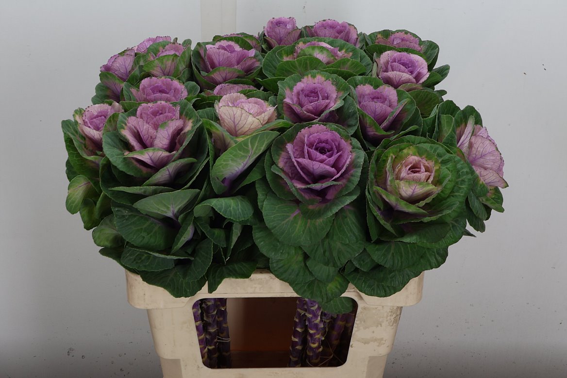 Brassica Empire Luba 60cm