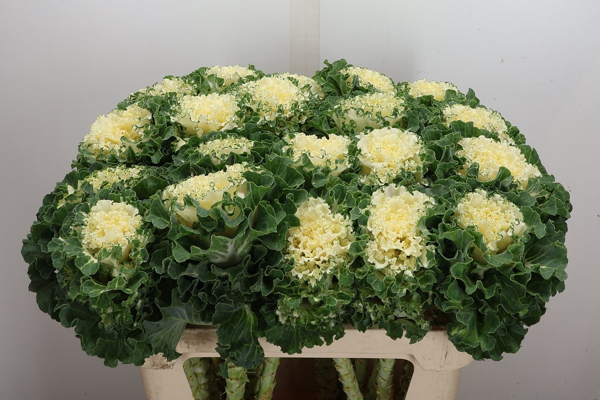 Brassica Crane Ruffle White 75cm