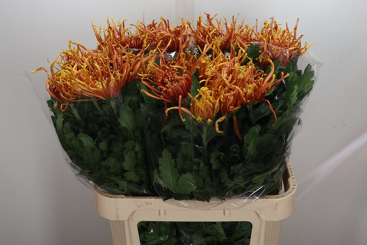 Chrysanth Single Cobra 80cm 80gr.