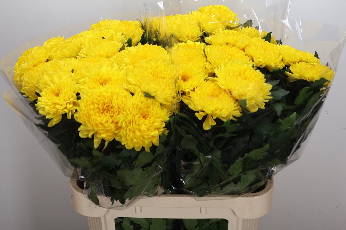 Chrysanth Single Jayz 80cm 100gr.