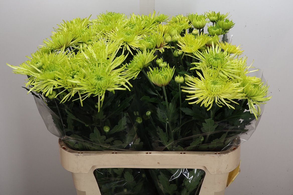 Chrysanth Single Tula Green 75cm 75gr.