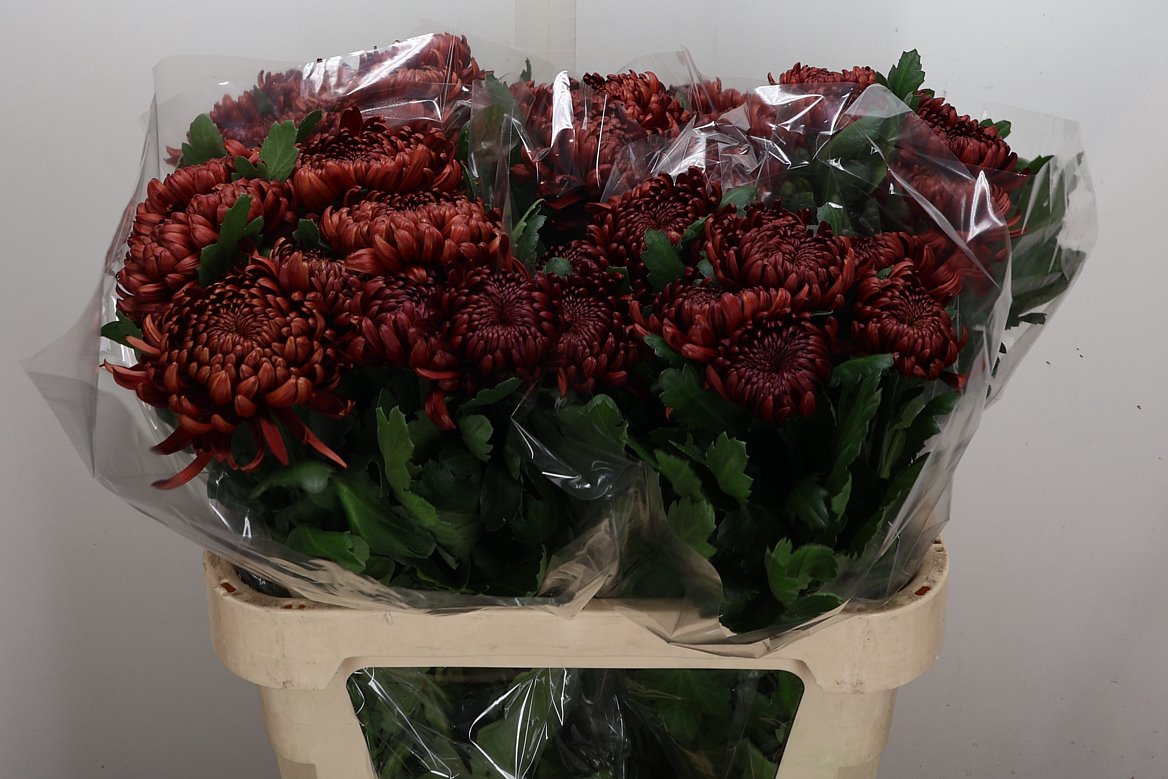 Chrysanth Single Ankara Red 80cm 120gr.