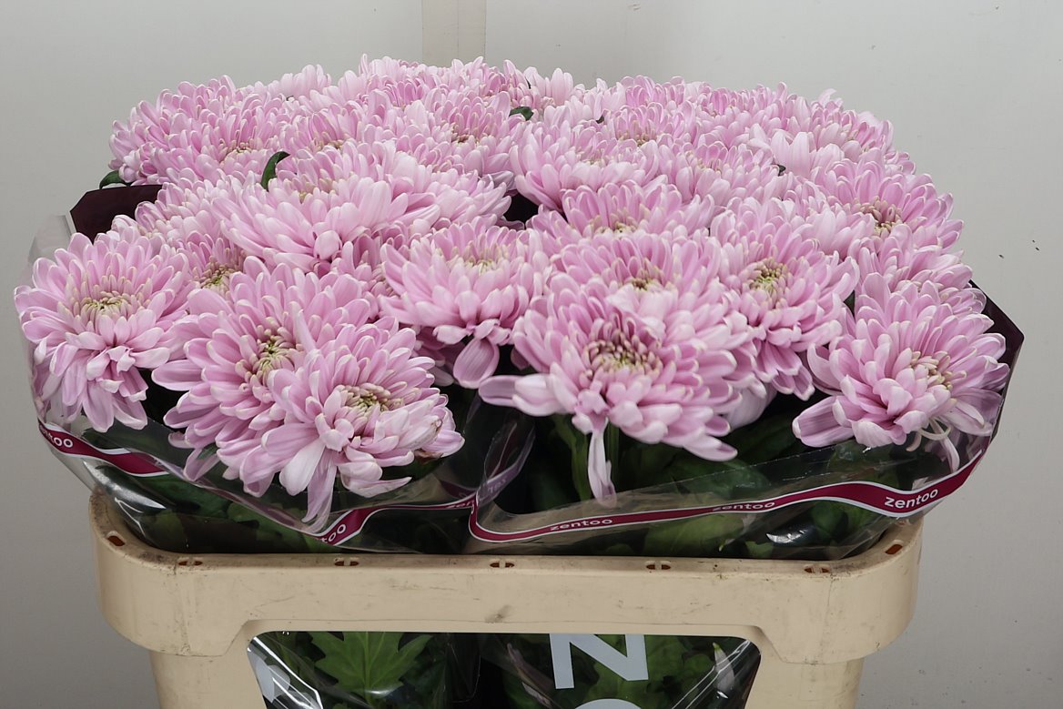 Chrysanth Single Rossano 70cm 75gr.