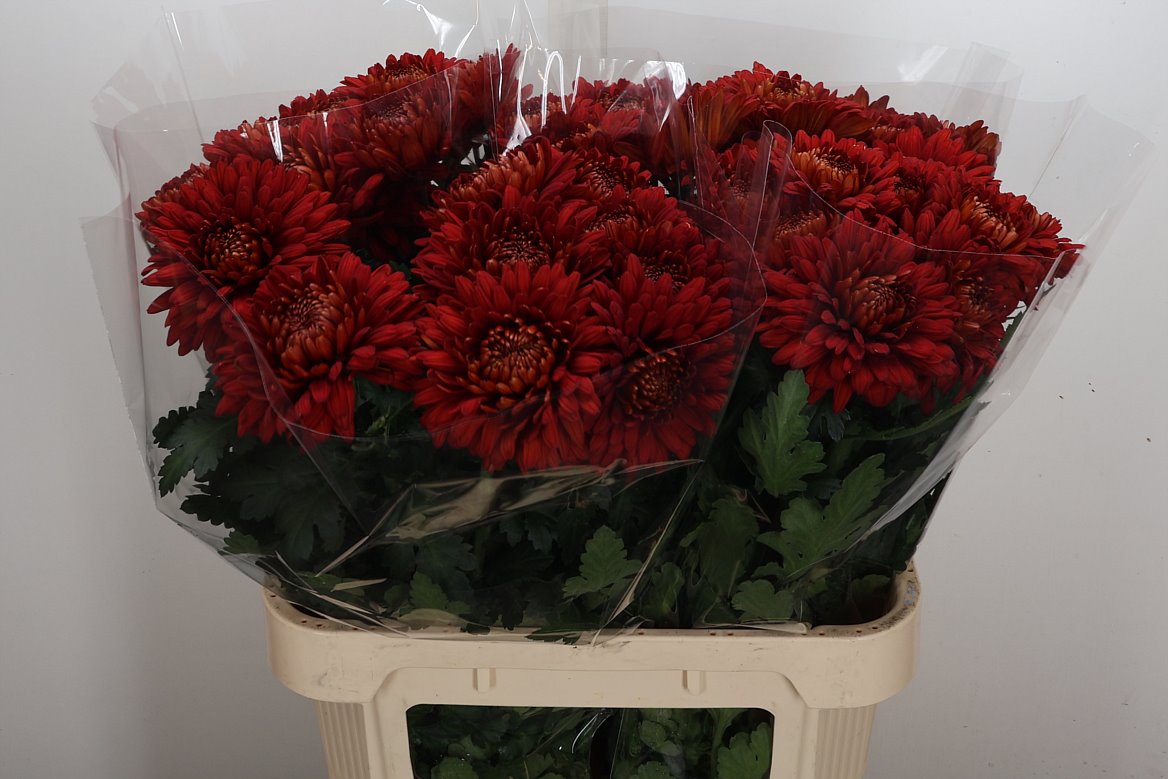 Chrysanth Single Tusca 80cm 80gr.
