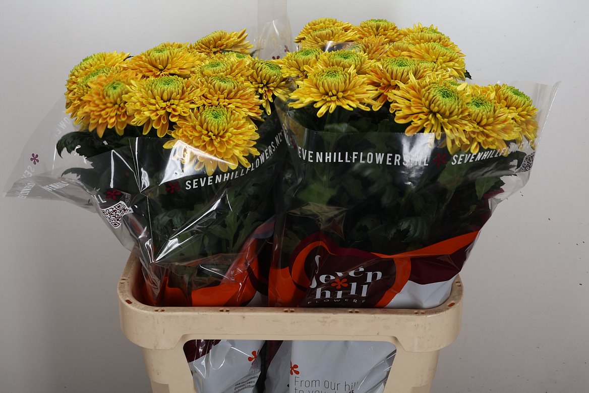 Chrysanth Single Pristine Orange 85cm 95gr.