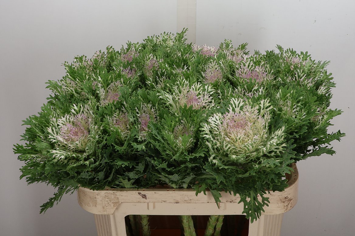 Brassica Crane King 70cm