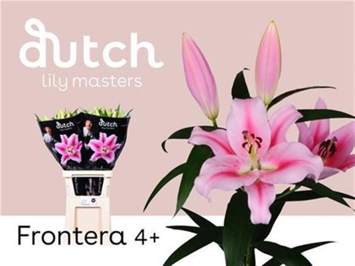Lily Oriental Frontera 105cm 6+