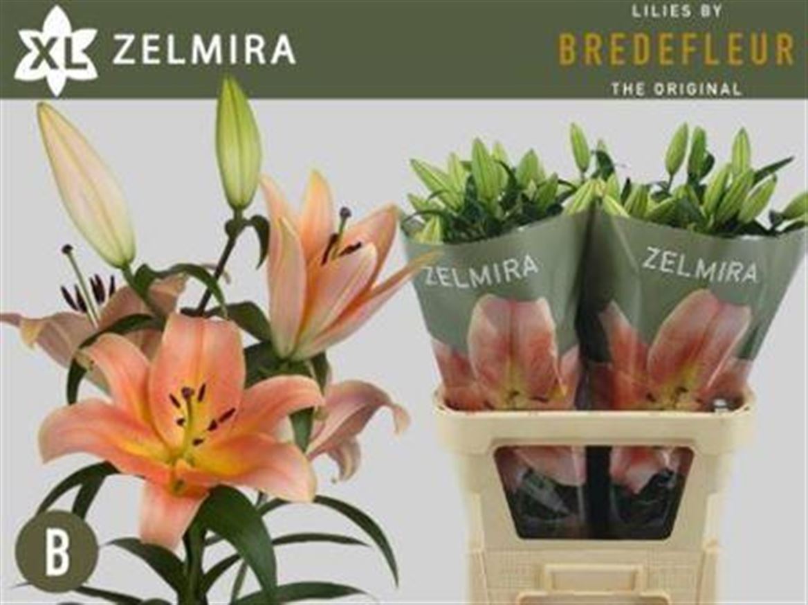Lily Oriental Zelmira 95cm 5+