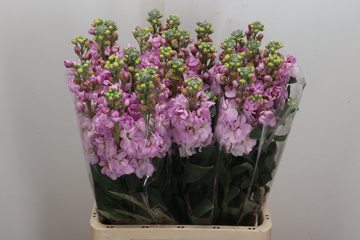 Matthiola Iron Cherry Blossom 70cm
