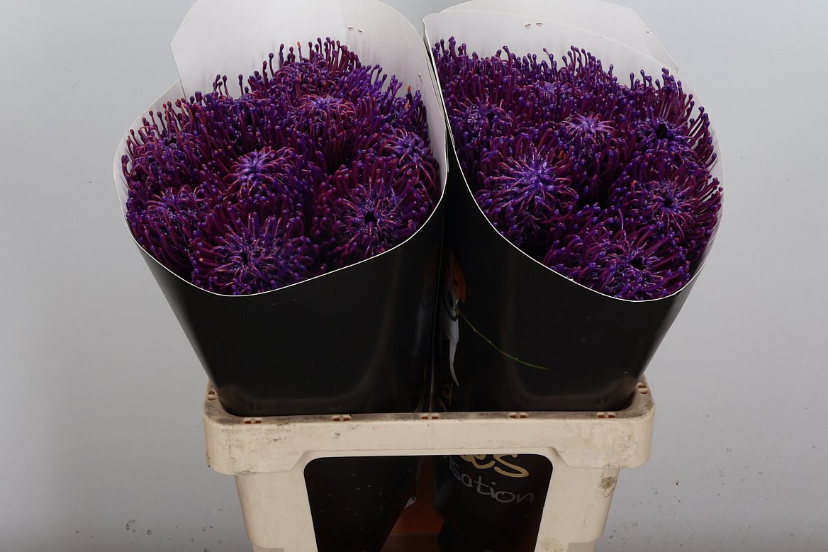 Leucospernum Naomi Ptd 60cm