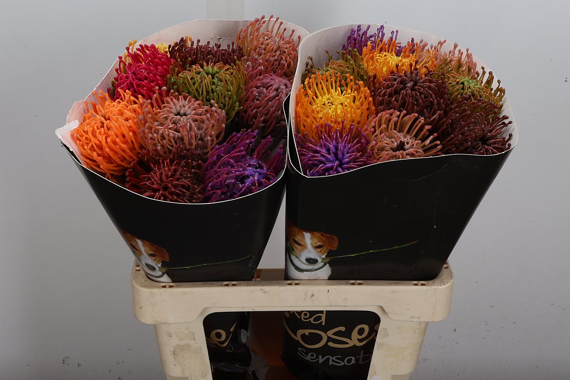 Leucadendron Colrbeh 60cm
