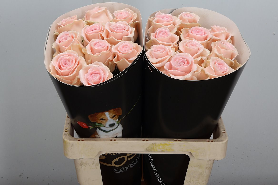 Rosa Waxed 60cm