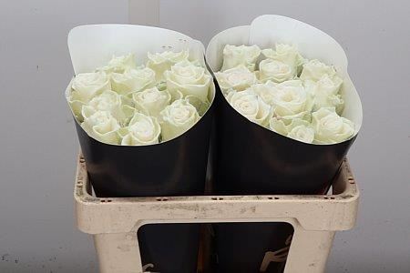 Rosa Waxed 50cm
