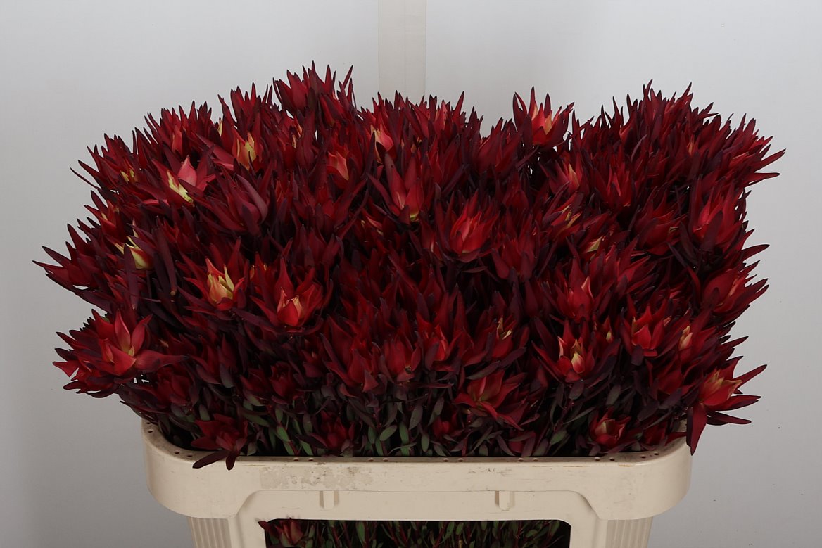 Leucadendron Salignum Blush 80cm Spray